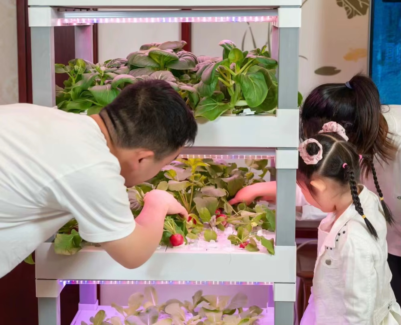 nt China Hydrokultur Grow Box  - огляд і ціна Diy Home Automation System