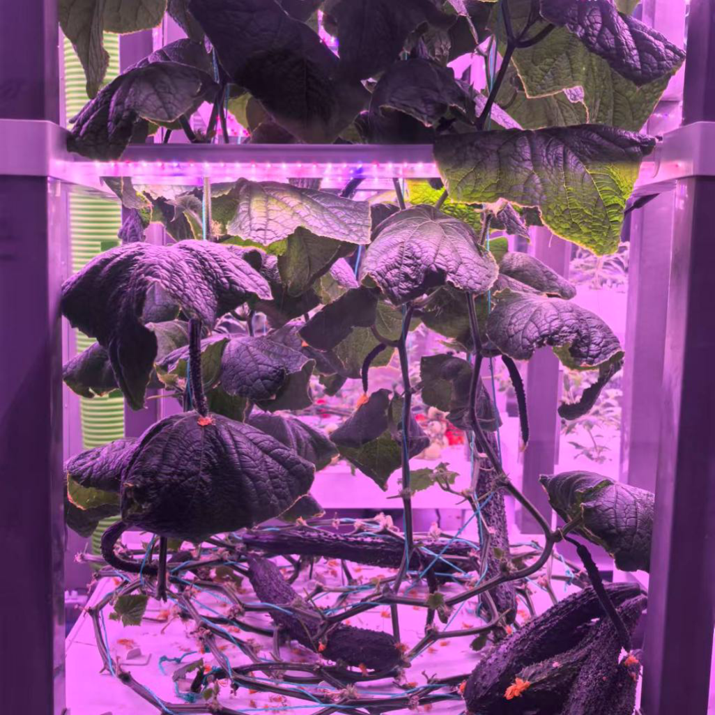 nt China Hydrokultur Grow Box  - огляд і ціна Diy Home Automation System